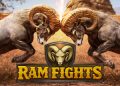 Dari Domba sampai Kerbau, Semua Jadi Gladiator di RAM FIGHTS !